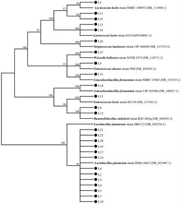 Screening and evaluation of lactic acid bacteria with probiotic potential from local Holstein raw milk